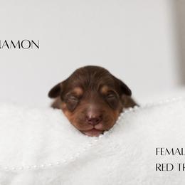Miniature Australian Shepherd Puppies from Kari's Mini Aussies