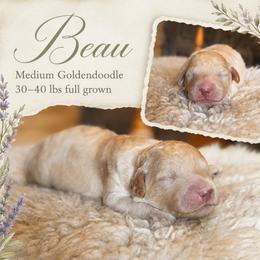 Beau - Cream male Goldendoodle puppy in Millville, California from Hope Lane Kennels
