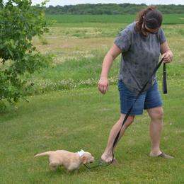 Goose (silver collar) - Golden male Golden Retriever puppy in Webster City, Iowa from Whispering Pines Precious Puppies