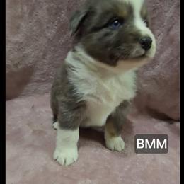 Quinn - Blue merle male Miniature Australian Shepherd puppy in Bend, Oregon from Badlands Toy and Mini Aussies
