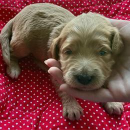 Mauve collar - Apricot female Labradoodle puppy in Mechanicville, New York from Deuce's Doodles