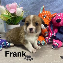 Frank - Red male Pembroke Welsh Corgi puppy in Apison, Tennessee from Ashmore Corgis