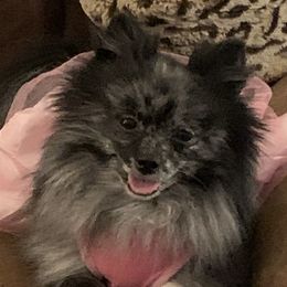 Zoey  - Pomeranian