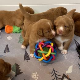 Nova Scotia Duck Tolling Retriever Puppies from Tallyho Tollers