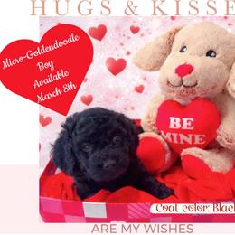 Bowser - Black male Goldendoodle puppy in Reno, Nevada from Darling Doodles
