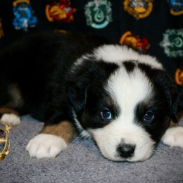 Firework - Black tri-color male Australian Shepherd puppy in El Dorado Springs, Missouri from HP Aussie Kennels
