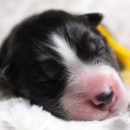Yellow - Black and white male Siberian Husky puppy in York, Pennsylvania from Spalla Pups