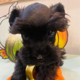 Black female - Black female Miniature Schnauzer puppy in Malvern, Arkansas from Deep South Miniature Schnauzers
