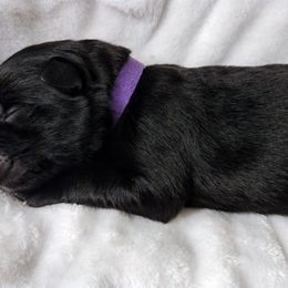 German Shepherd Puppies from Prolific Northwest K9s