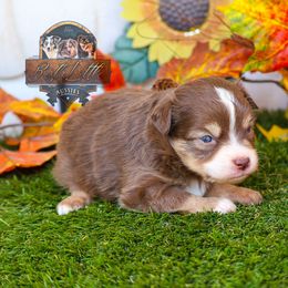 Banjo - Red tri male Toy Australian Shepherd puppy in Granbury, Texas from Best Little Aussies