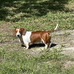 Daisy - Dachshund