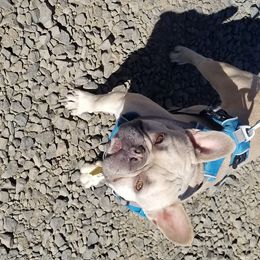 Milo - French Bulldog