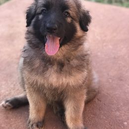 Shiloh Shepherd Puppies from Super Nova Shilohs