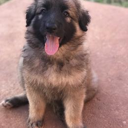 Shiloh Shepherd Puppies from Super Nova Shilohs