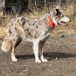 Spree - Border Collie