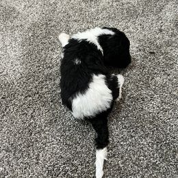 Aussiedoodle and Poodle Puppies from Covington Acres