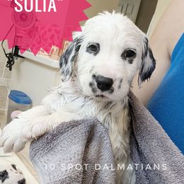 Solia - Dark Pink - White and black female Dalmatian puppy in Hiawatha, Iowa from 10 Spot Dalmatians