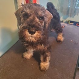 Girl 3 - Salt and pepper Miniature Schnauzer puppy in Parma, Ohio from Nature's Nook