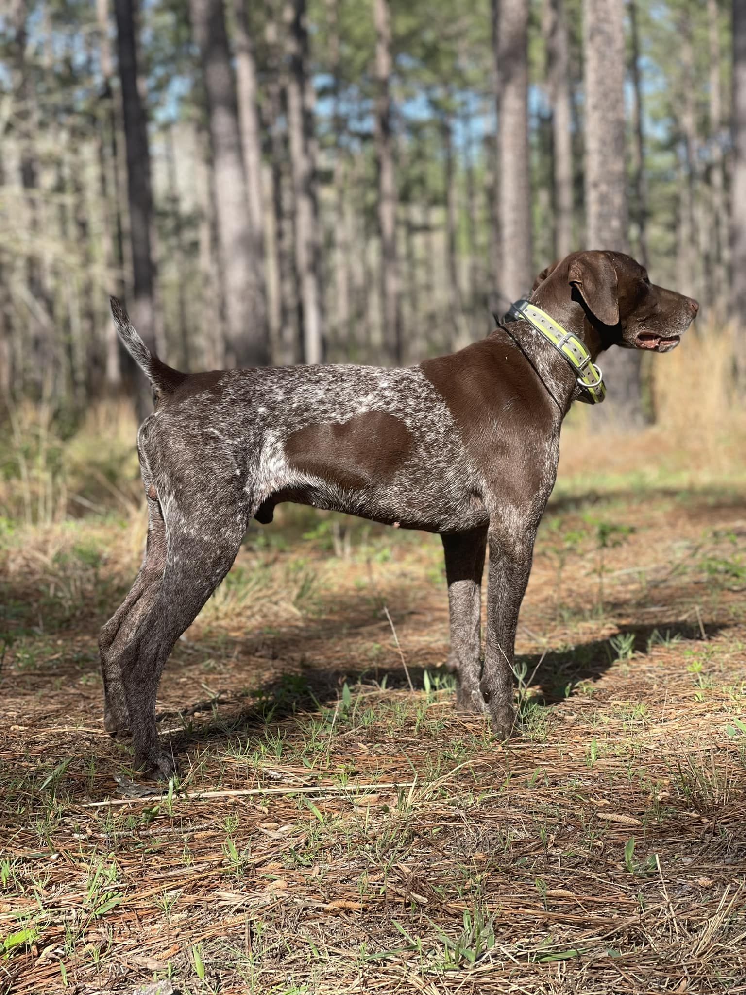 Adams Pointers in Georgia | German Shorthaired Pointer puppies | Good Dog