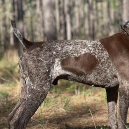 German Shorthaired Pointers from Adams Pointers