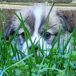 Betty - Red Pembroke Welsh Corgi puppy in Virginia from Ranch Hand Corgis