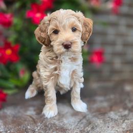 Frosty - Apricot female Goldendoodle puppy in Somerville, Alabama from Southern Enchanted Doodles