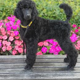 Poodle Puppies from Celeto Standard & Miniature Poodles