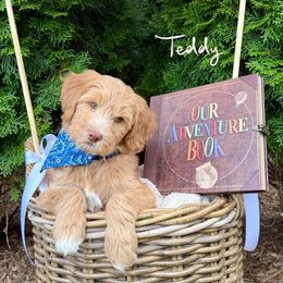 Teddy - Apricot male Goldendoodle puppy in Waterford, Michigan from Oh My Doodness!
