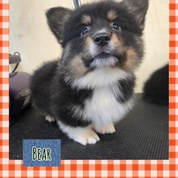 Bear- full fluffy - Black and tan male Pembroke Welsh Corgi puppy in Necedah, Wisconsin from The 6Ks Paws and Hobbies
