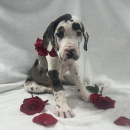 Cooper - Black and white male Great Dane puppy in Liberty, New York from Catskills Greatest Danes