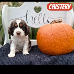 Chistery - Liver white and roan male English Springer Spaniel puppy in Plainwell, Michigan from Homegrown Springers