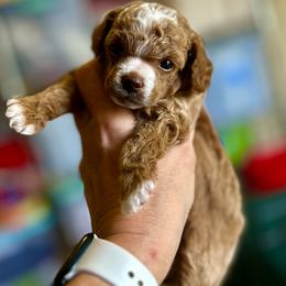 Topaz - Apricot male Poodle puppy in Ardmore, Oklahoma from Green Acres