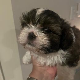 Finnegan - Black gold and white male Shih Tzu puppy in Blackwood, New Jersey from Ju Ju Bee Shih Tzus
