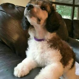Poodle Puppies from Kemah Standard Poodles
