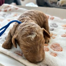 Sleepy - Red male Cockapoo puppy in Adrian, Oregon from ApplebyFarm