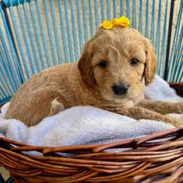 Yellow Collar - Cream female Assorted Doodle Crosses puppy in Marysville, California from Dailey Doodles and Dachshunds