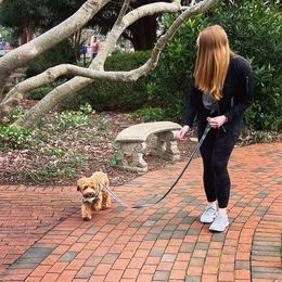 Australian Labradoodle Puppies from Berrybrook Doodles