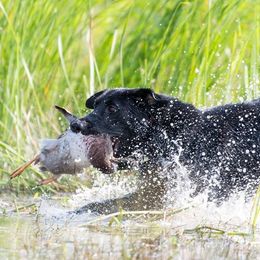 Labrador Retrievers from Kicking Bird Gun Dogs