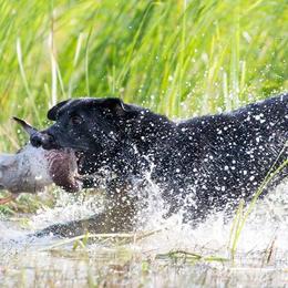 Labrador Retrievers from Kicking Bird Gun Dogs