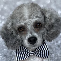 Loki - Poodle