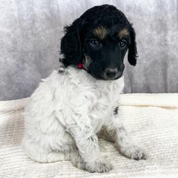 Poodle Puppies from Yellow Dog Farm