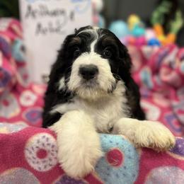Endorra - Tri-color female Bernedoodle puppy in Rancho Mirage, California from Joe’s Poodles & Bernedoodles