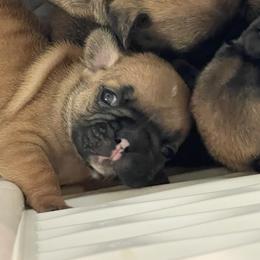 French Bulldog Puppies from Beloved Frenchies