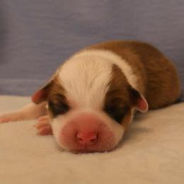 Canoodle - Sable male Pembroke Welsh Corgi puppy in Arcanum, Ohio from Weissway Corgis
