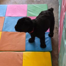 Fern - Black female Giant Schnauzer puppy in Helena, Alabama from The Copper Cottage Canines LLC