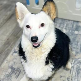 Pembroke Welsh Corgi puppies from Ingram's Corgis
