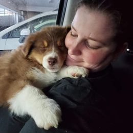 Australian Shepherd Puppies from CinchTight