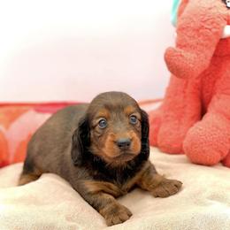 Dachshund Puppies from EntityDachs