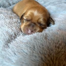 Orange boy - Fawn male Havanese puppy in Arlington, Washington from Havanese With Love Breeding Co.