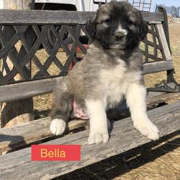 Aussiedoodle, Colorado Mountain Dog, and Corgipoo Puppies from Stone Table Ranch/STR Just Doodle It
